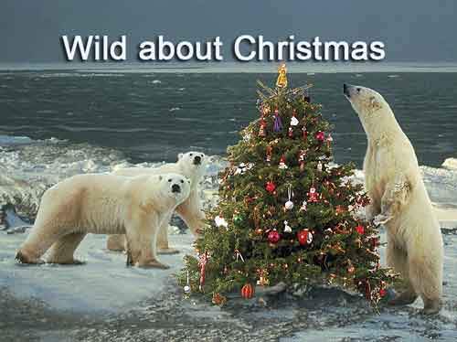 wild about christmas